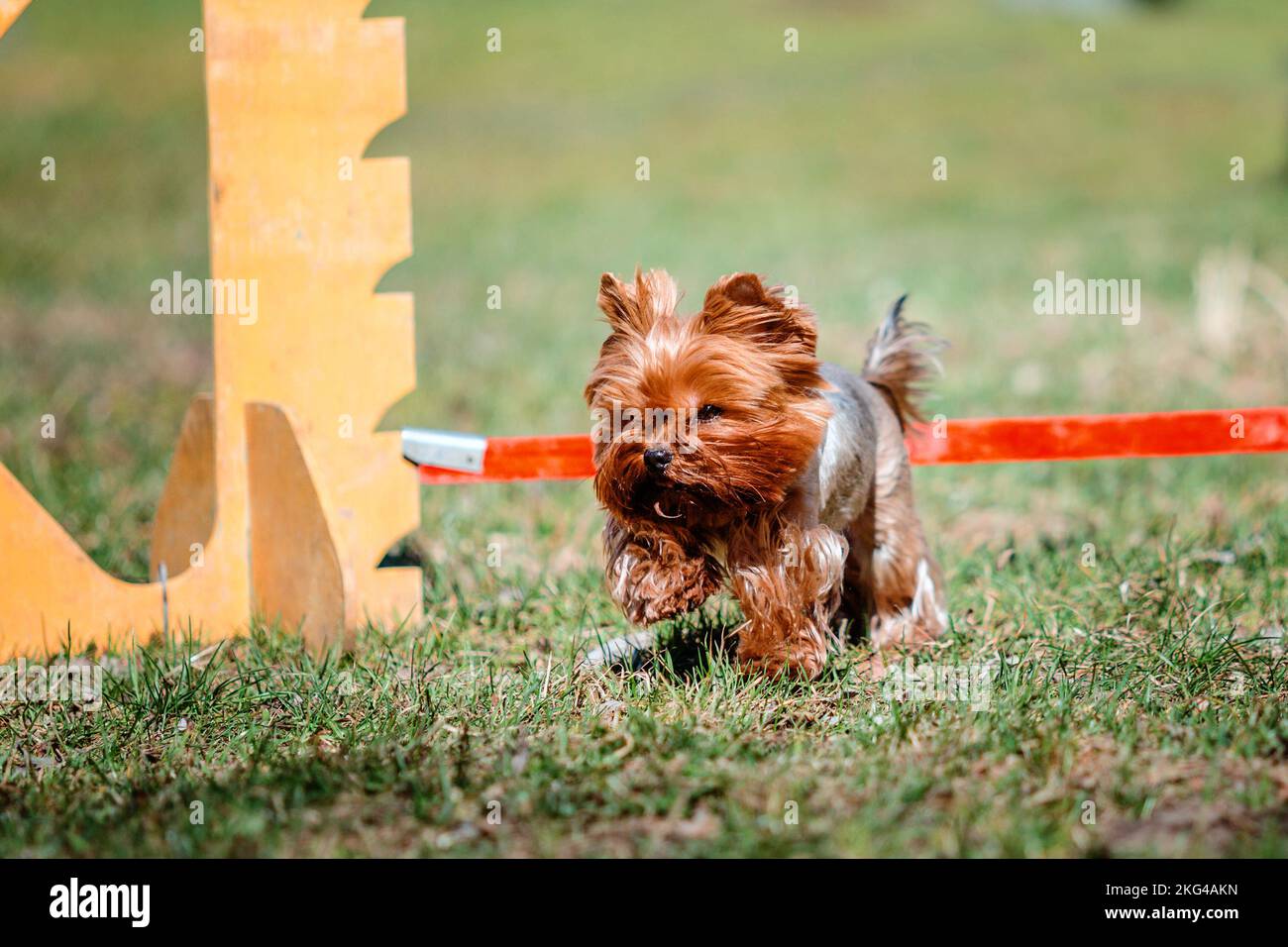 Cane in agilità concorrenza istituito in verde parco erboso Foto Stock