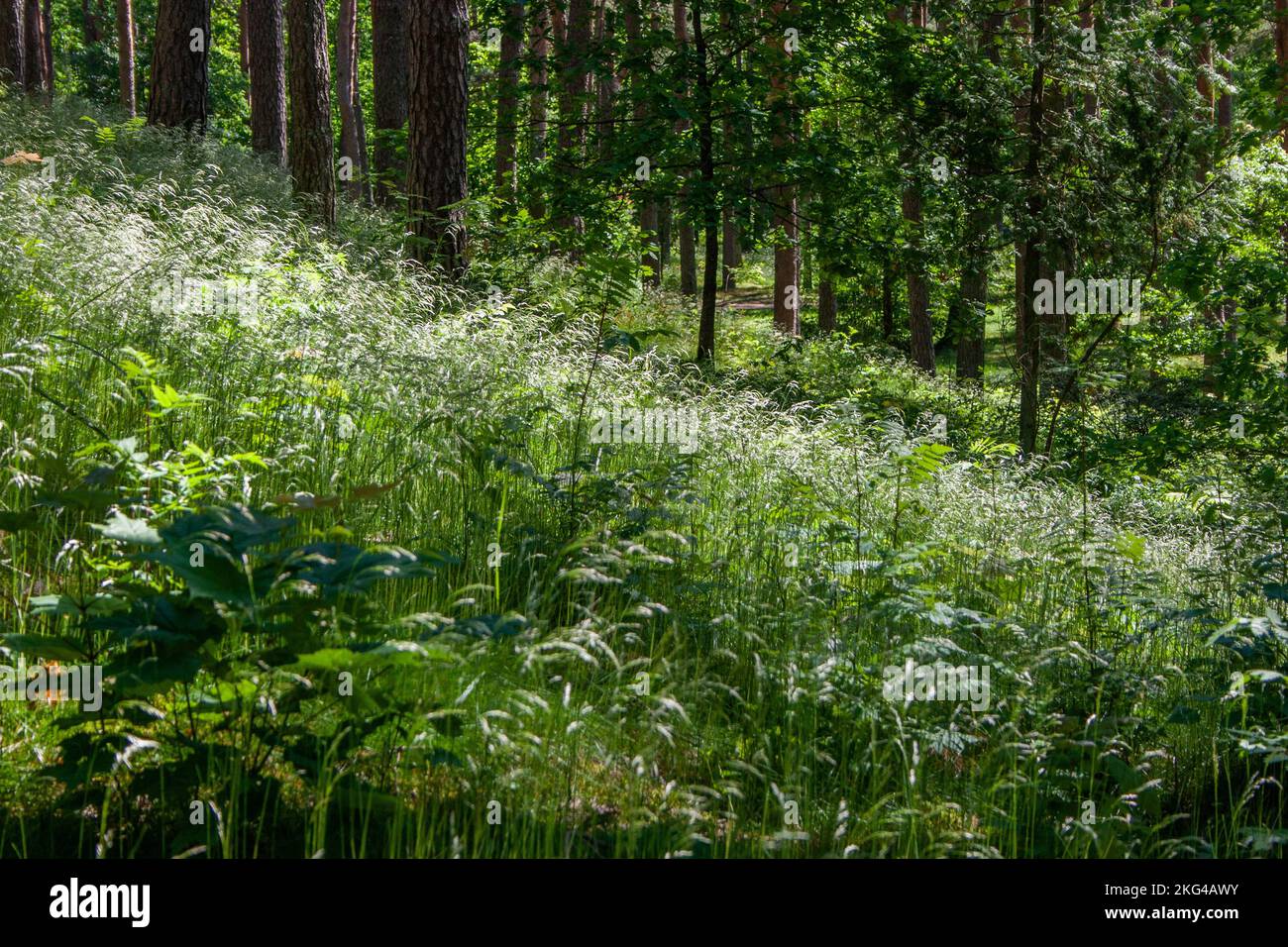 Verde paesaggio erboso con dogwoods bianco in una pineta in una giornata di sole estate. Foto Stock