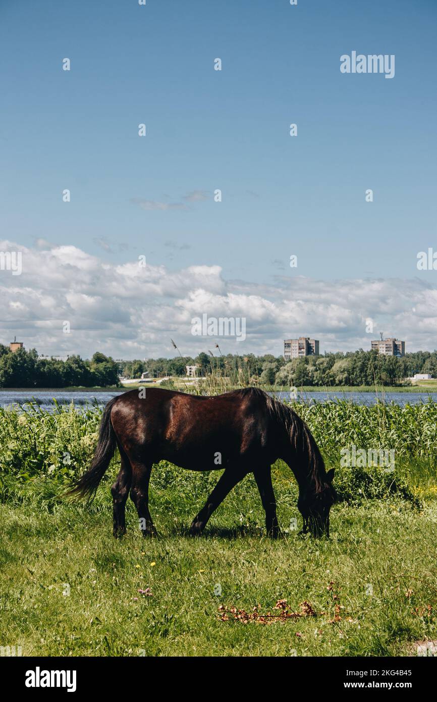 il cavallo nero mangia erba verde sulla riva di un lago. Foto Stock