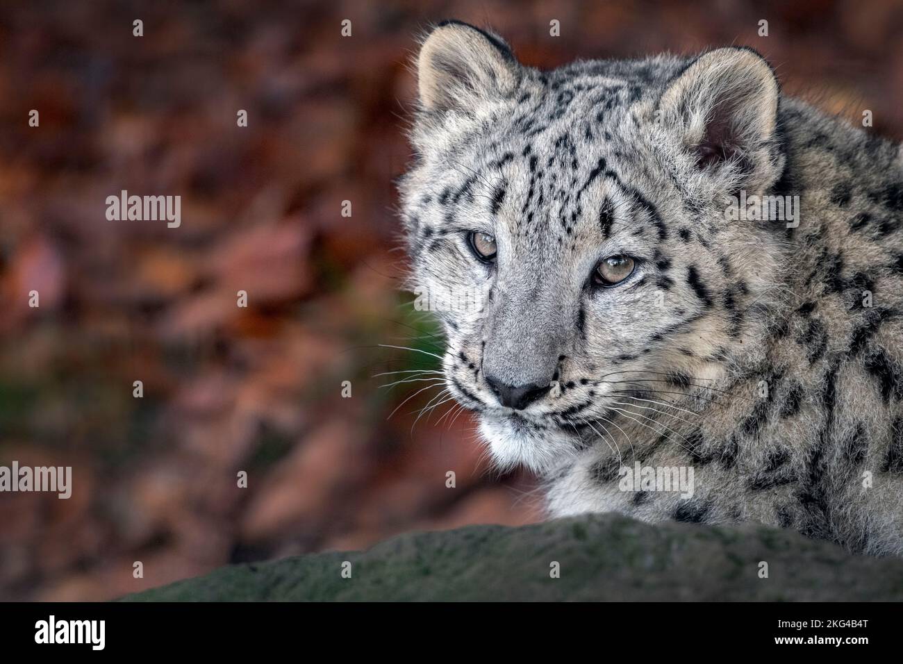 Femmina leopardo neve che guarda verso la fotocamera Foto Stock