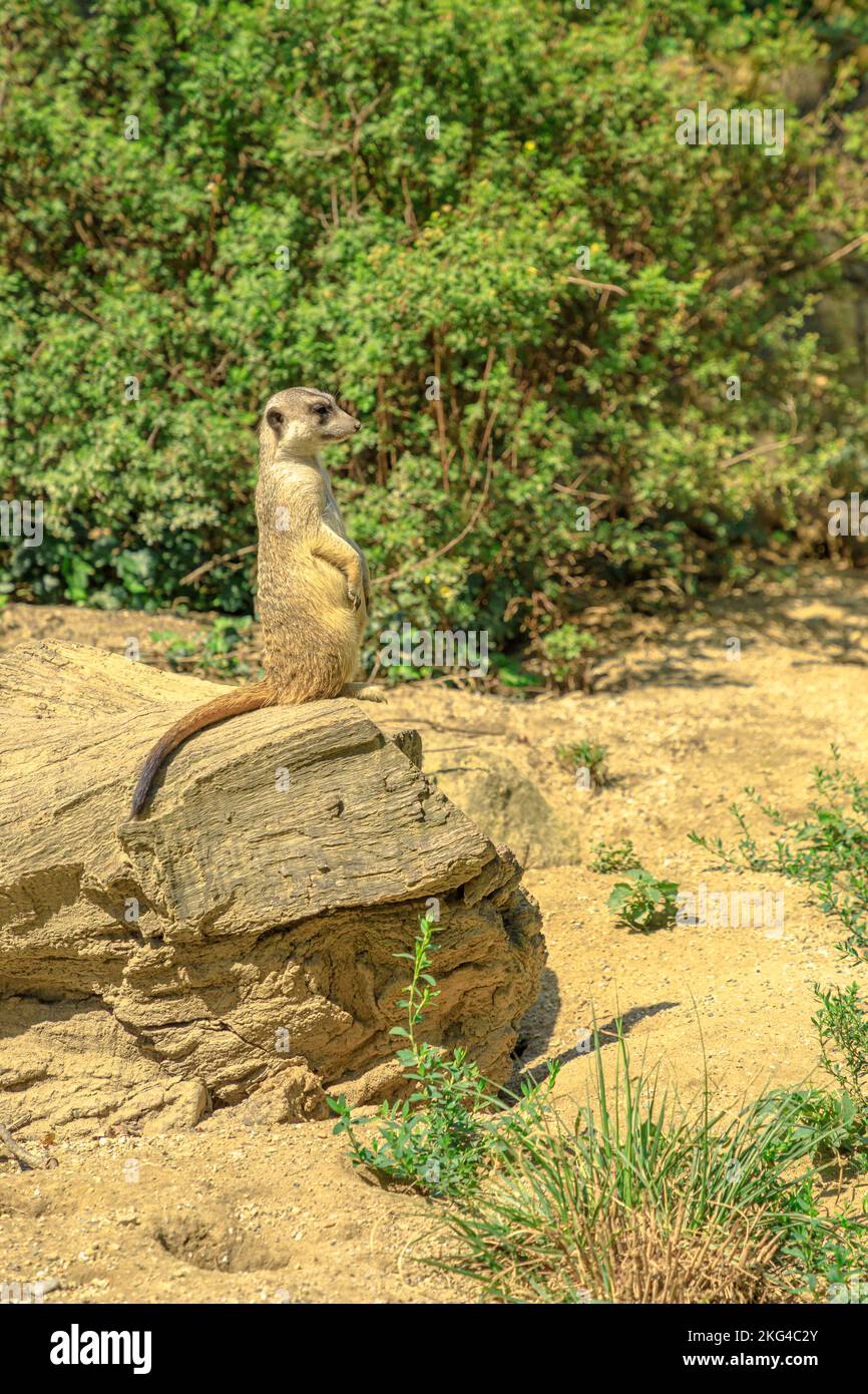 meerkat o suricate in modalità di allarme, scouting del territorio. Suricata suricatta specie della famiglia Herpestidae, genere Suricata. Vive in Botswana Foto Stock