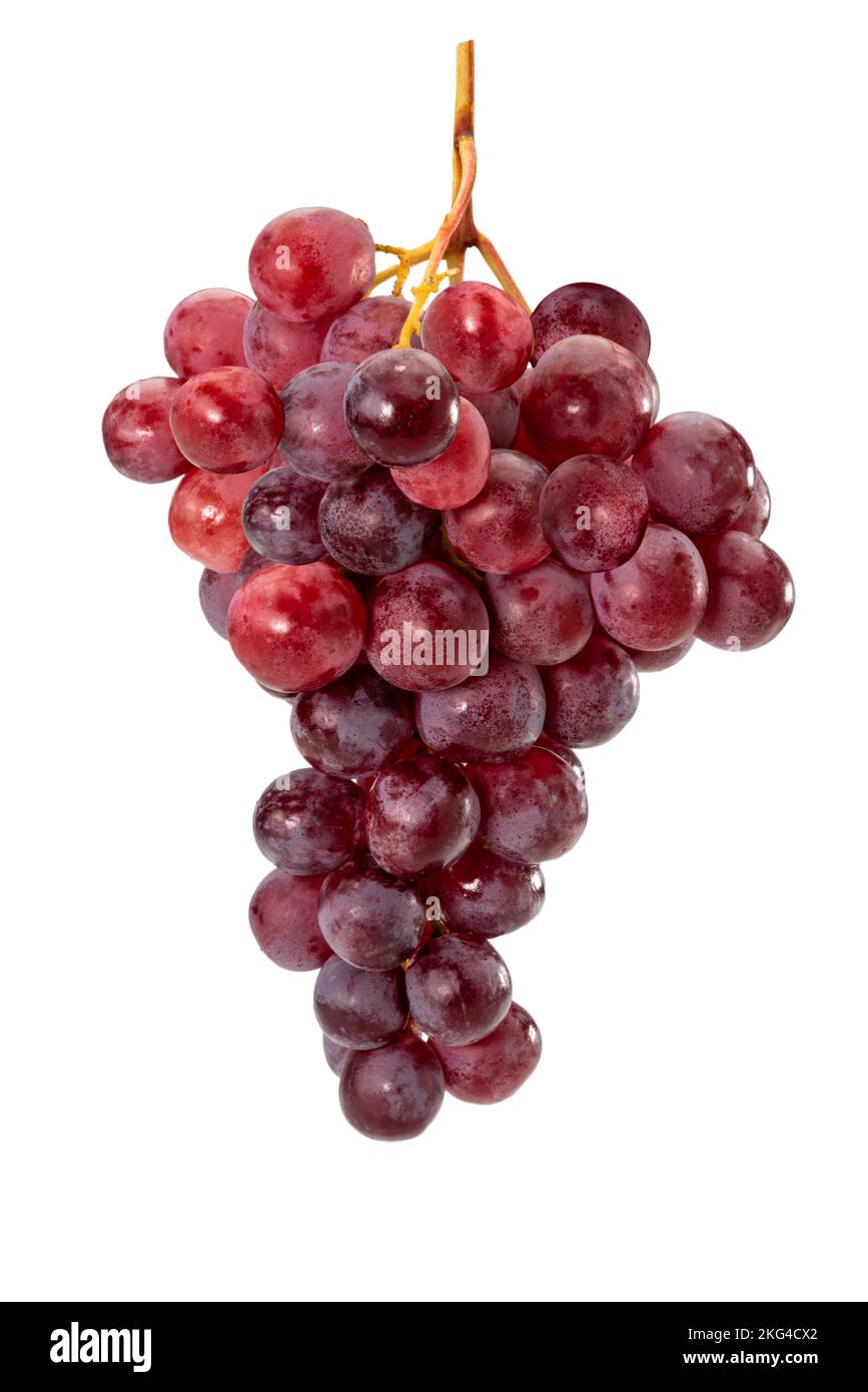 Mazzo di uve fresche rosse mature isolate su bianco, percorso di taglio Foto Stock