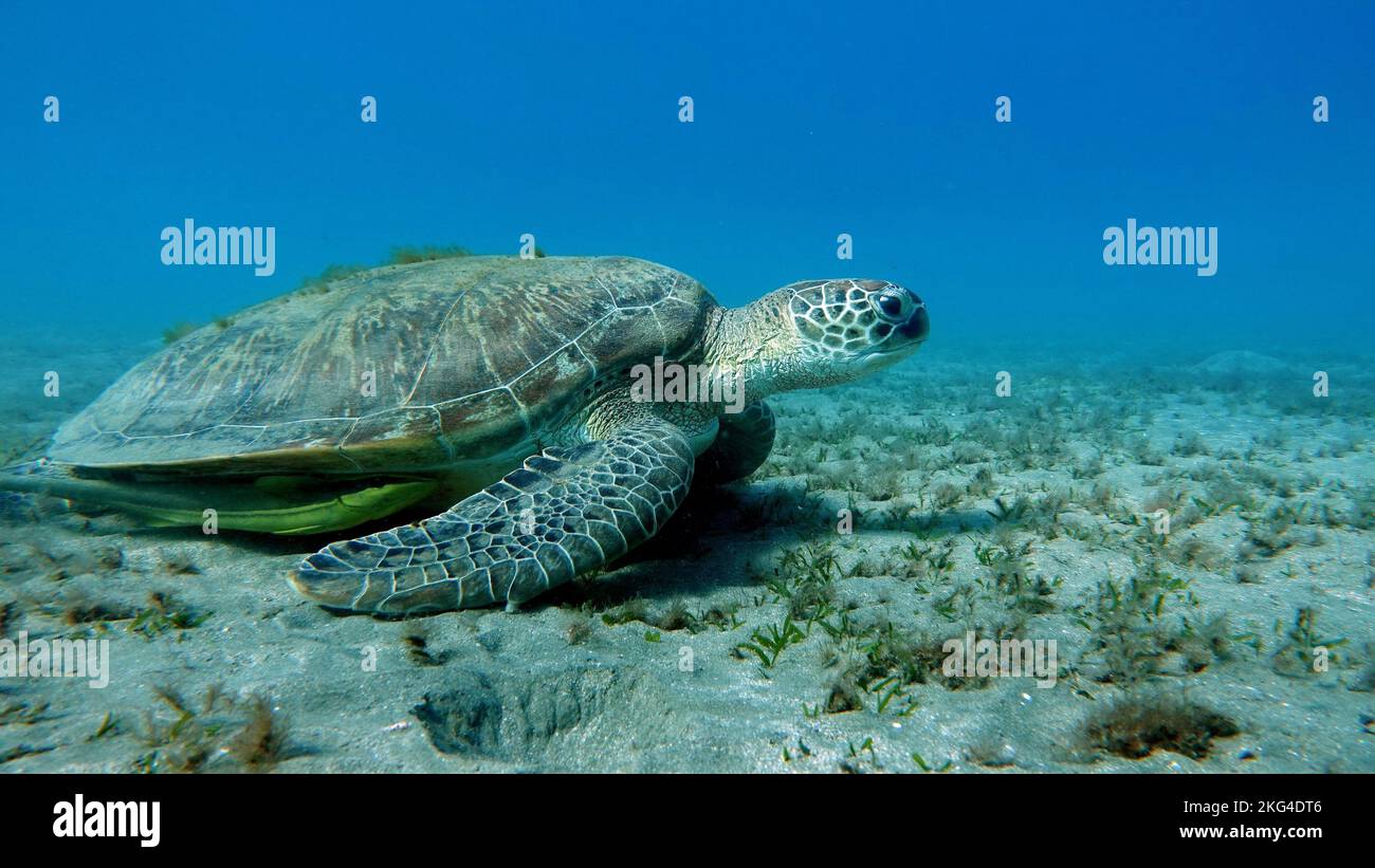 Grande tartaruga verde sulle scogliere del Mar Rosso. Le tartarughe verdi sono le più grandi di tutte le tartarughe marine. Un adulto tipico è lungo da 3 a 4 piedi. Foto Stock