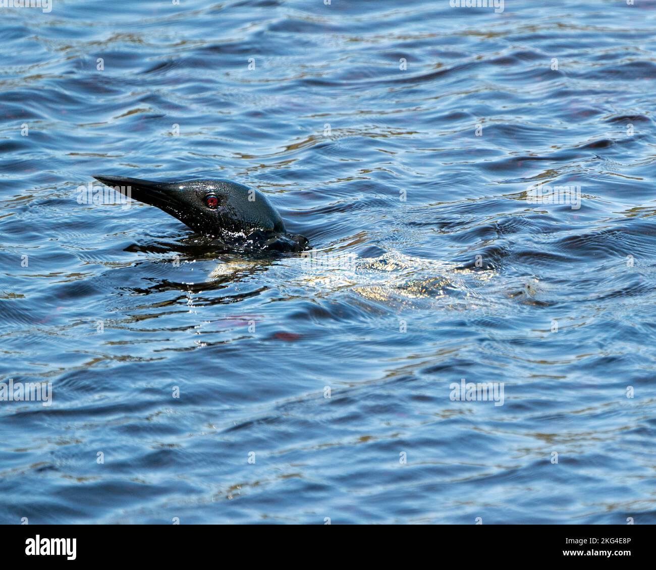 Loon comune testa fuori dall'acqua nel lago nel suo ambiente e habitat, mostrando occhi rossi. Loon in Wetland Image. Lago Loon on. Scorta fotografica Loon. Foto Stock