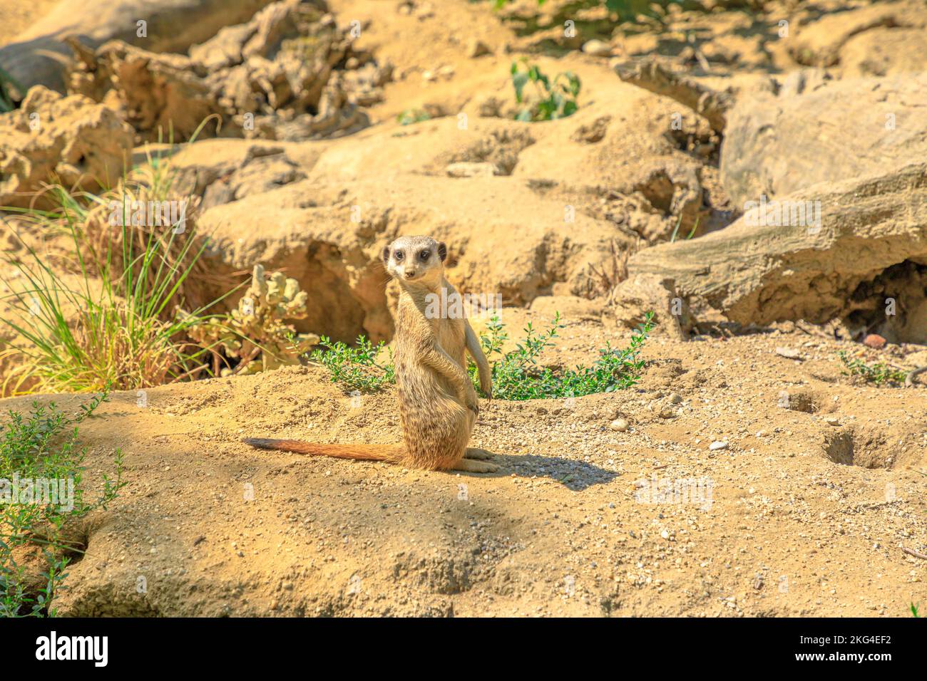 Meerkat o suricate in vigilanza esplorando il territorio. Suricata suricatta specie della famiglia delle Mongoose Herpestidae. Vive in Botswana Kalahari Foto Stock