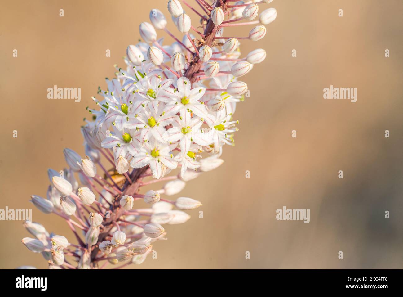 La pianta di mare (Drimia maritima) è una specie di pianta fiorita della famiglia delle Asparagaceae, sottofamiglia delle Scilloideae. Foto Stock