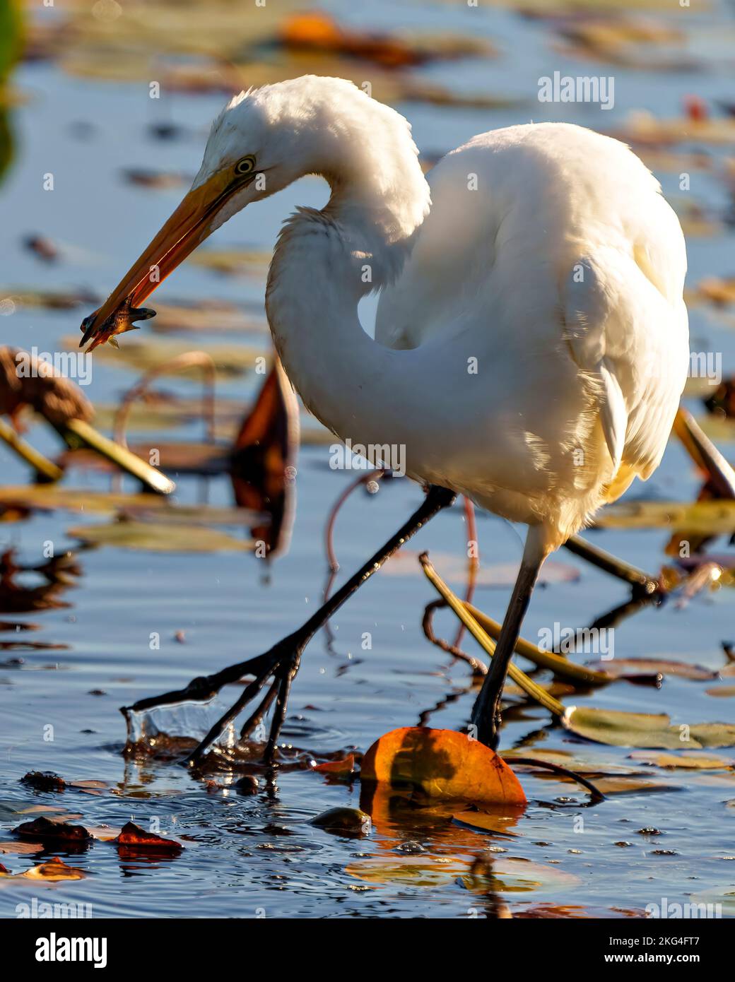 Grande Egret bianco primo piano profilo vista laterale con un pesce nel suo becco in acque poco profonde con sfondo fogliare nel suo ambiente e palude. Foto Stock