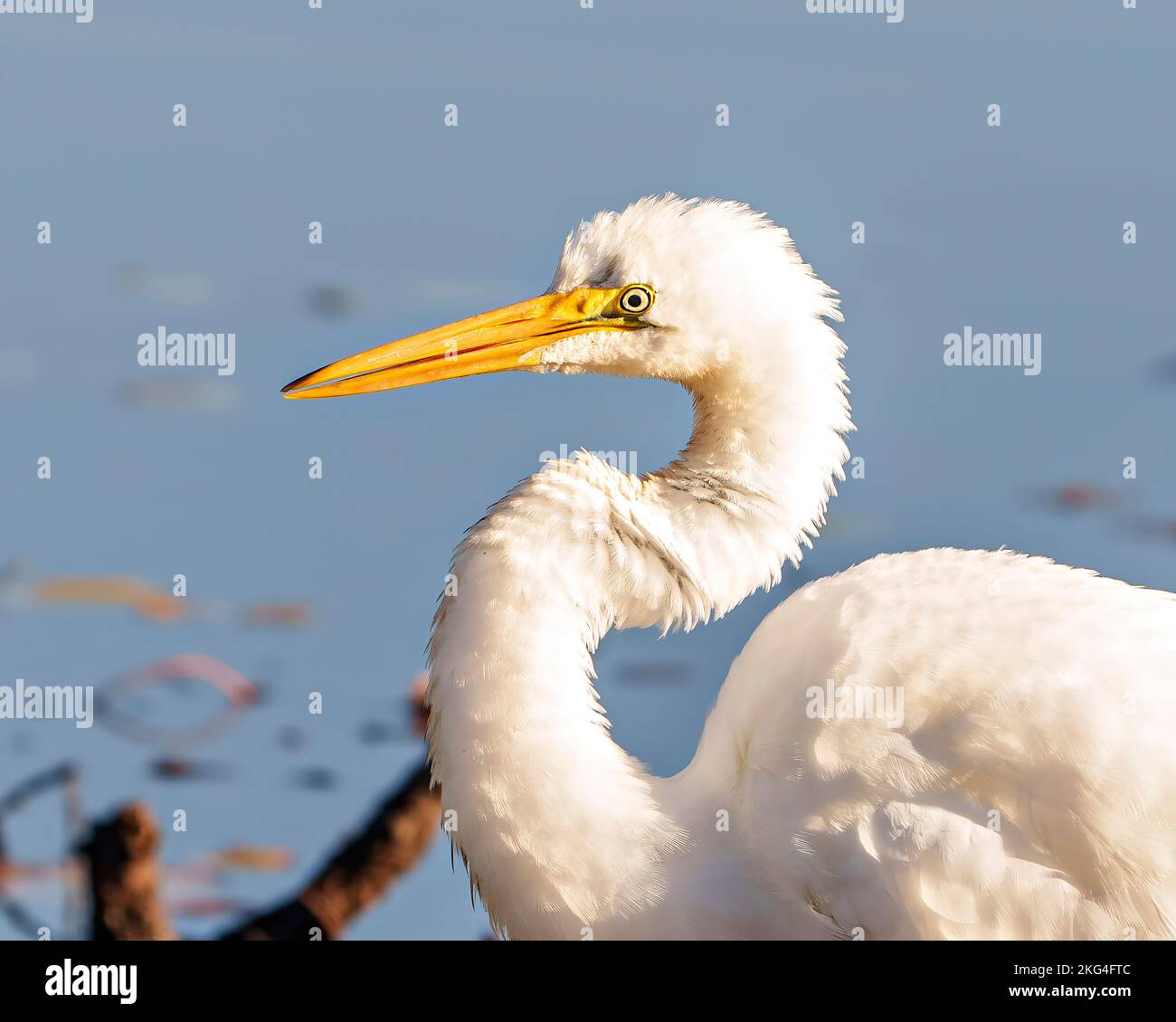 Grande Egret bianco vista laterale ripresa dalla testa crogiolandosi al sole con uno sfondo blu nel suo ambiente e habitat paludoso circostante. Immagine egret. Foto Stock