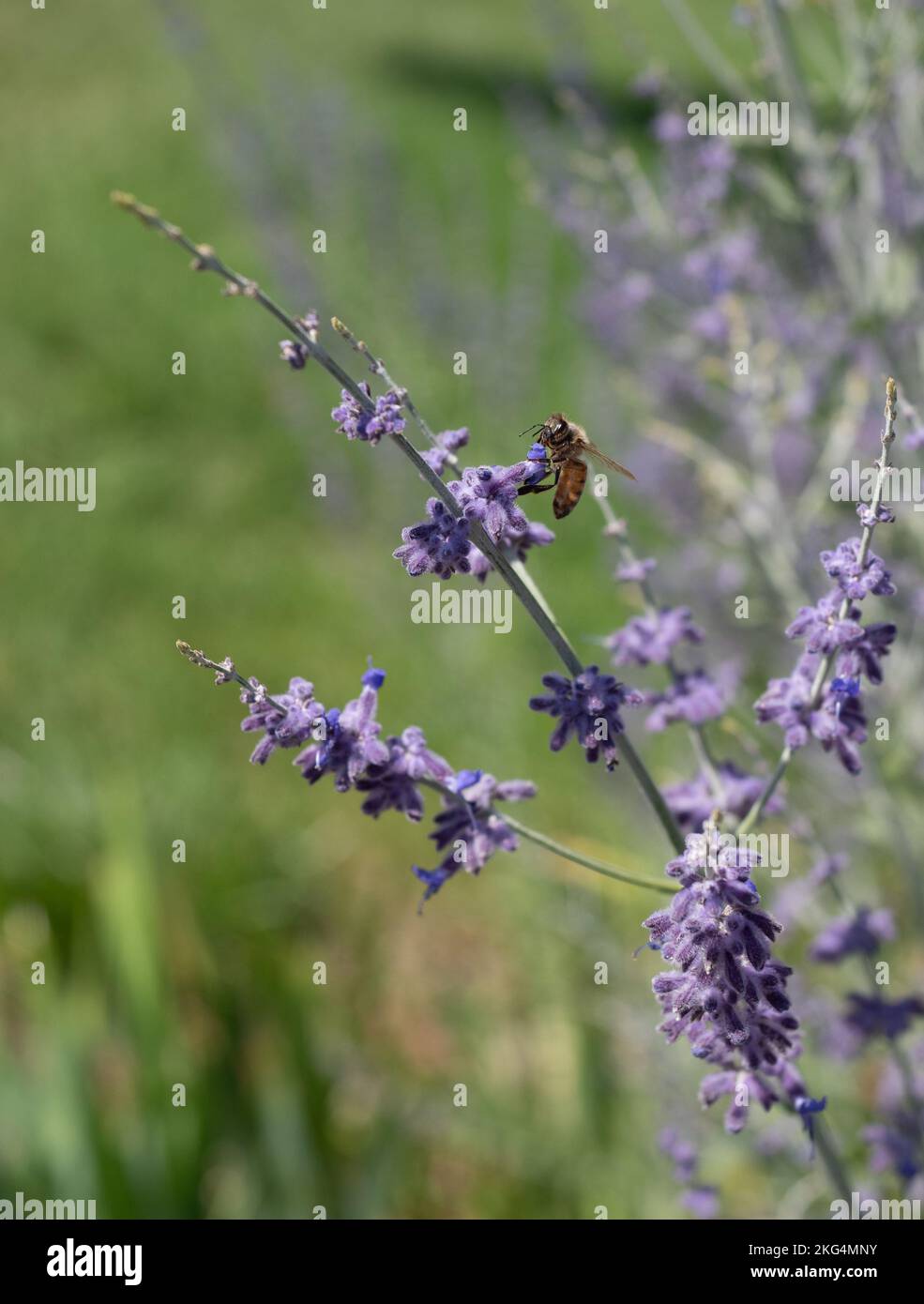L'ape del miele raccoglie il polline da un fiore di lavanda. Fotografato con una profondità di campo bassa in Montana. Foto Stock