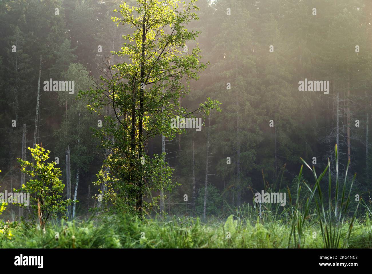 Un piccolo lago in una foresta di abeti, circondato lungo la riva da tronchi di alberi secchi. Foto Stock