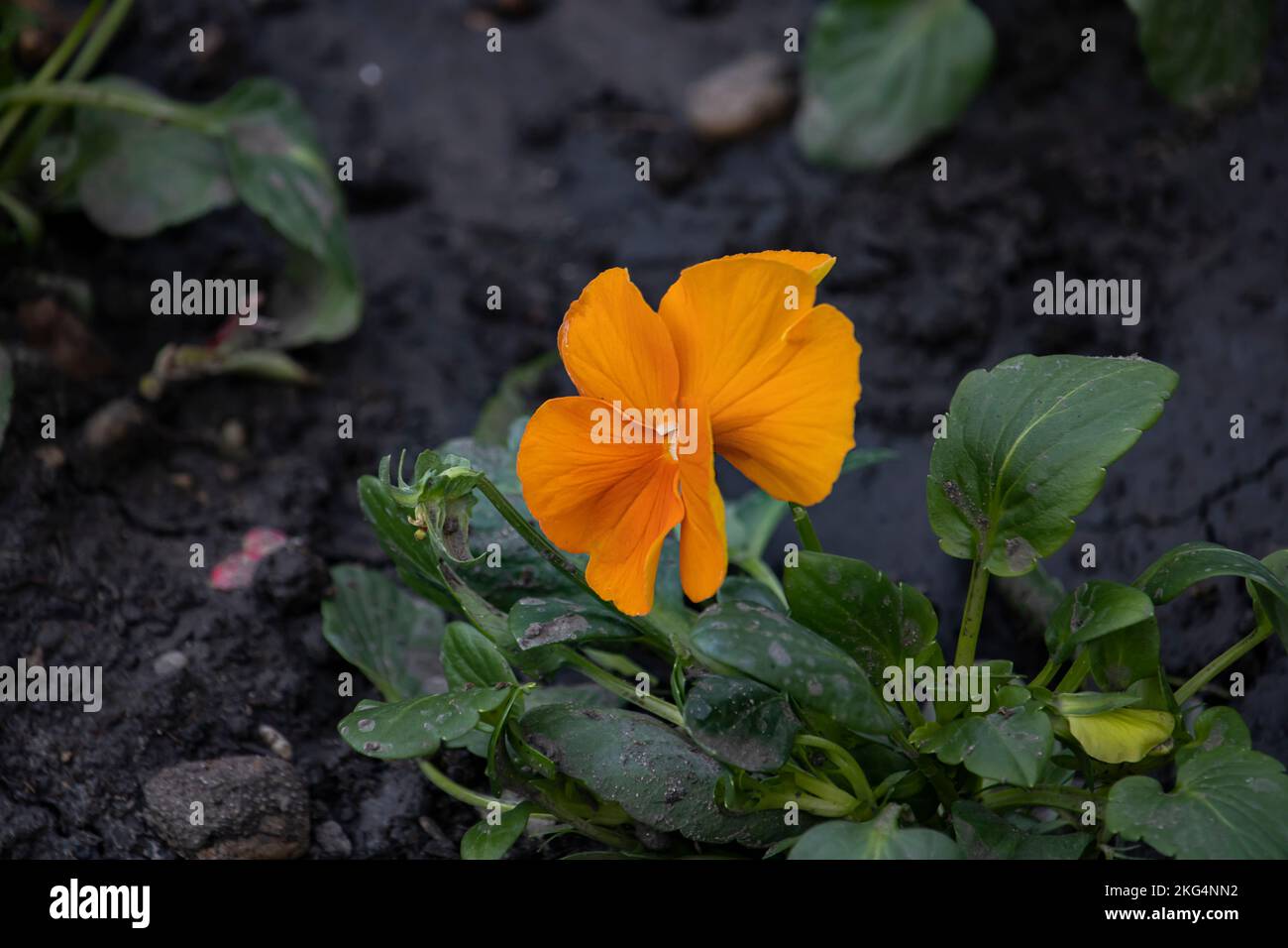 Saintpaulia ionantha, viola africano, viola arancione Foto Stock