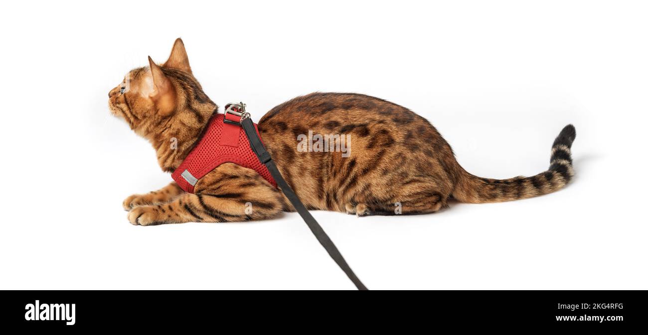 Gatto bengala in una imbracatura rossa su sfondo bianco. PET per la pubblicità di prodotti per animali domestici. Foto Stock