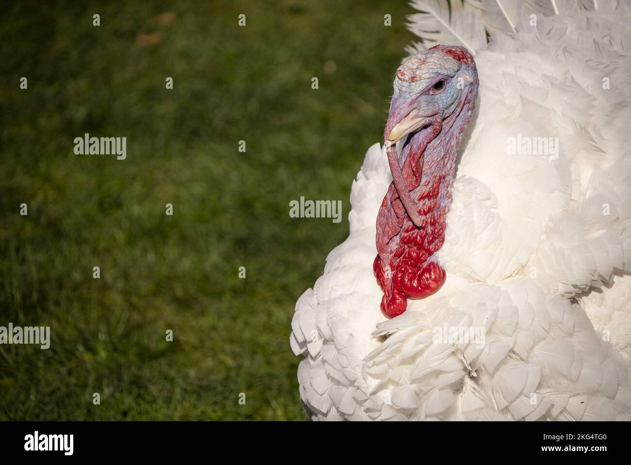 Washington, Stati Uniti. 21st Nov 2022. Uno dei due nazionali del Thanksgiving Turchia, è visto dopo che il presidente Joe Biden li ha perdonati durante una cerimonia sul prato sud della Casa Bianca a Washington, DC Lunedi, 21 novembre 2022. Biden ha celebrato il 75th° anniversario della presentazione nazionale del Ringraziamento alla Turchia, riflettendo sulle antiche tradizioni del Ringraziamento e augurando alle famiglie americane una vacanza sicura e salutare. Foto di Ken Cedeno/UPI . . . Credit: UPI/Alamy Live News Foto Stock