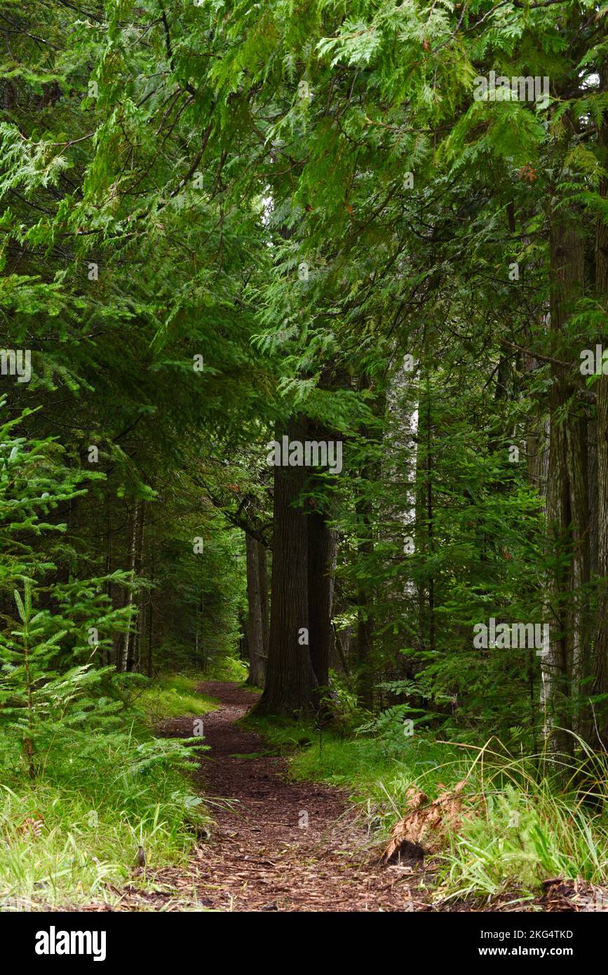 Sentiero escursionistico che attraversa la foresta nella riserva naturale e si affida al Ridges Sanctuary, Door County, Baileys Harbor, Wisconsin, USA Foto Stock