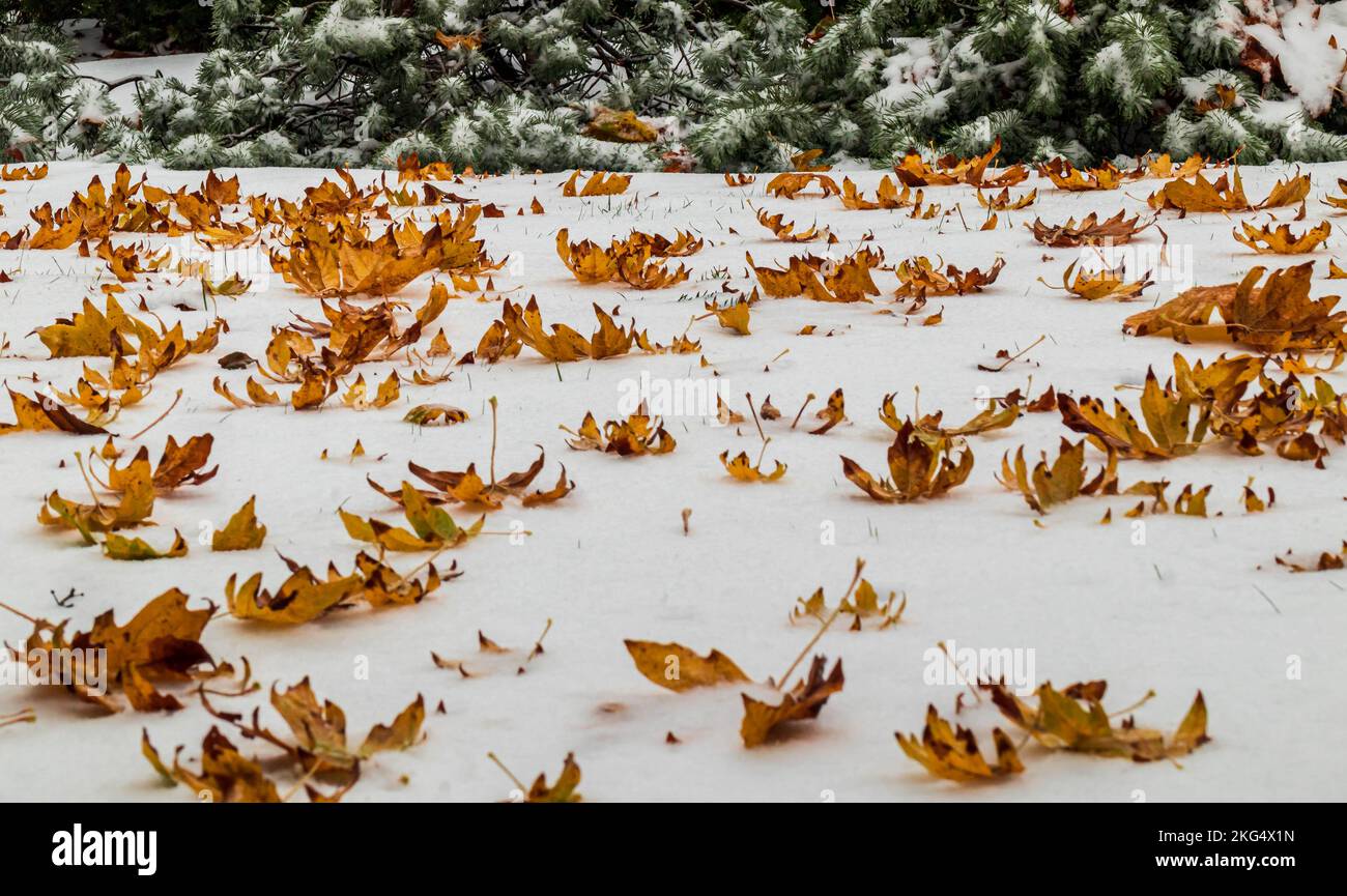 Foglie d'acero arancio congelate sulla neve fresca sull'isola di Vancouver. Foto Stock