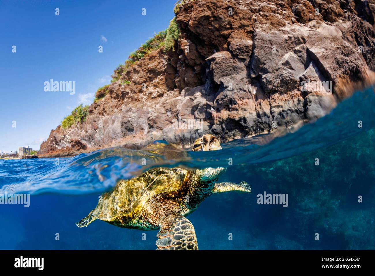 Un'immagine divisa di una tartaruga di mare verde, Chelonia mydas, una specie in via di estinzione, che solleva la testa per un respiro al largo di West Maui, Hawaii. Foto Stock