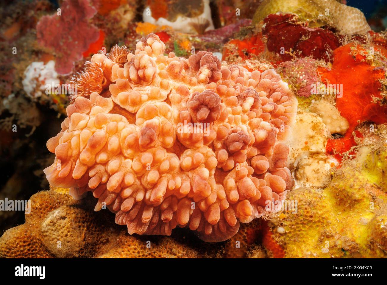 Il nudibranco tubercolare, Dendrodoris tuberculosa, si trova principalmente di notte in acque poco profonde intorno alle Hawaii. Foto Stock