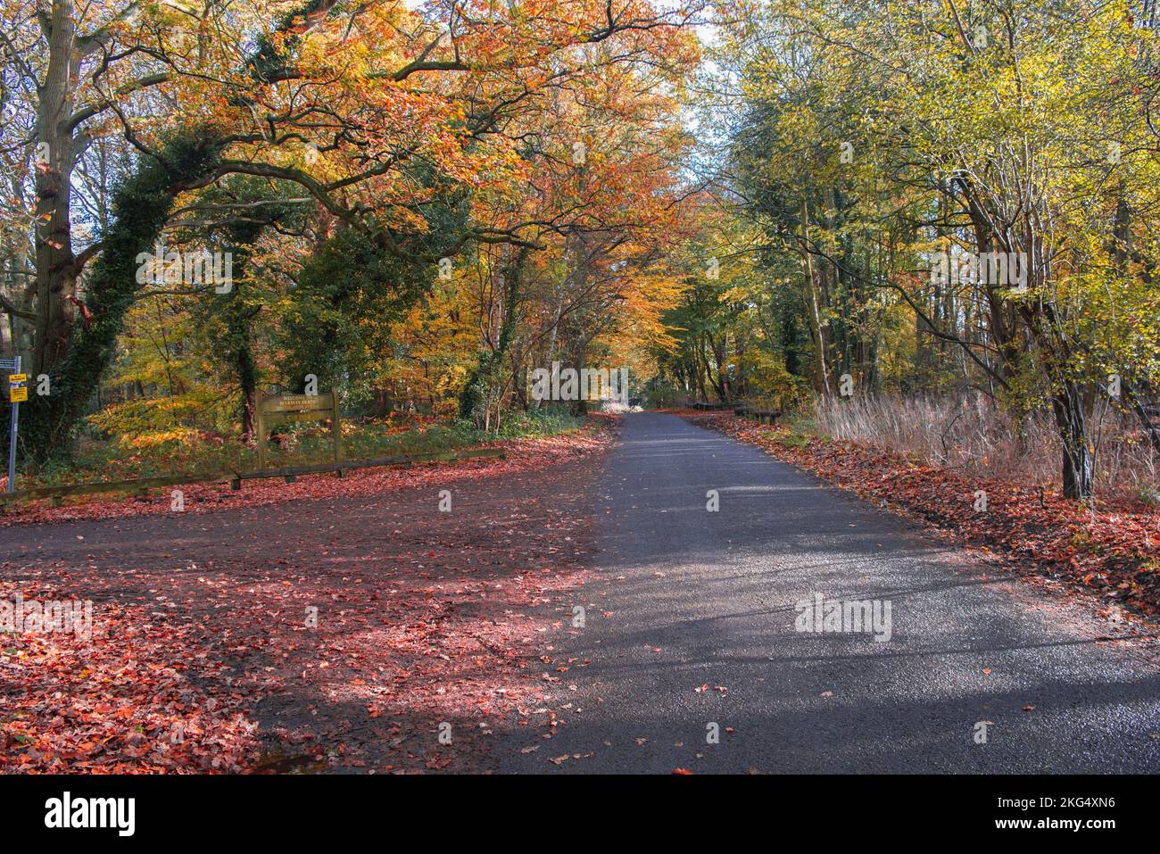 Woodland colori autunnali tutti i sensi sembrano buoni questo periodo dell'anno nel Regno Unito le esposizioni piacevoli dei gialli e dei brown dorati regolato contro i cieli blu. Foto Stock