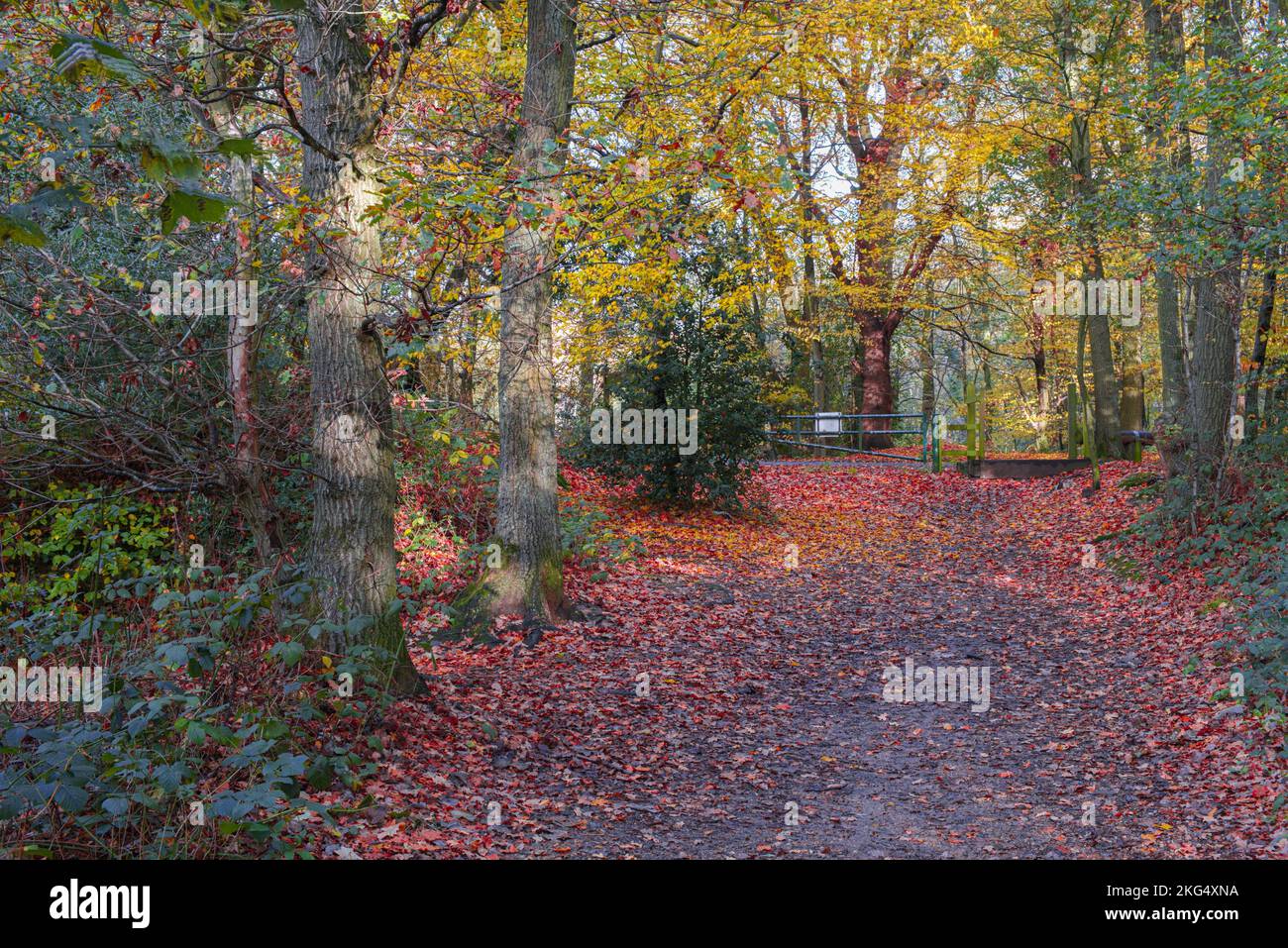 Woodland colori autunnali tutti i sensi sembrano buoni questo periodo dell'anno nel Regno Unito le esposizioni piacevoli dei gialli e dei brown dorati regolato contro i cieli blu. Foto Stock