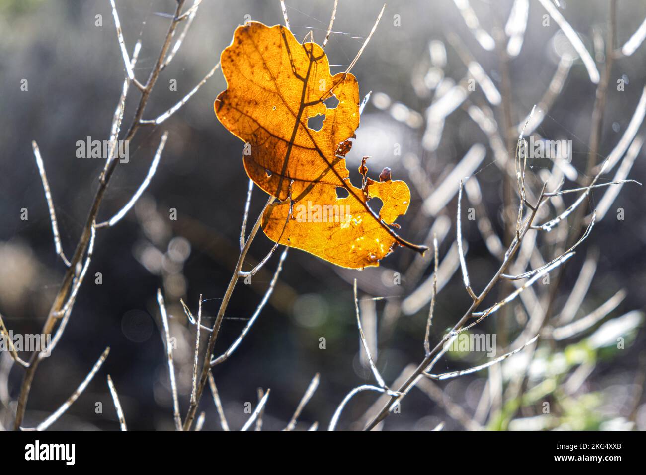 Woodland colori autunnali tutti i sensi sembrano buoni questo periodo dell'anno nel Regno Unito le esposizioni piacevoli dei gialli e dei brown dorati regolato contro i cieli blu. Foto Stock