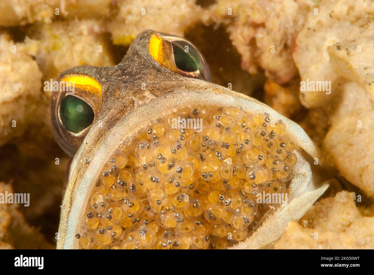Pesce gatto maschio oro-specs, Opistognathus randalli, con uova di covata in bocca, noto anche come pesce gatto giallo barred, Isola di Mabul, Malesia. Gli occhi c Foto Stock