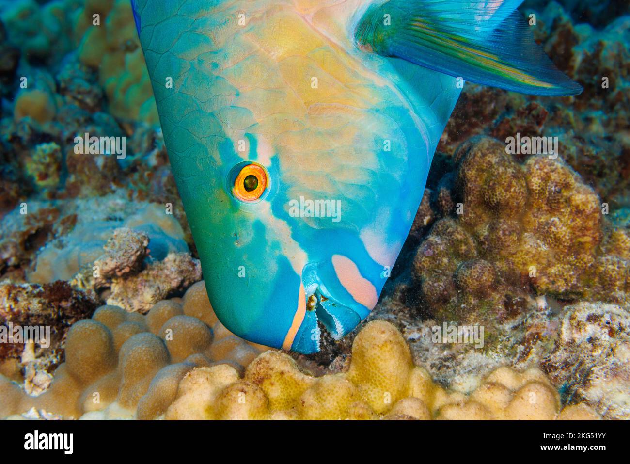 Questo pesce perla, Scarus rubraviolaceus, sta arrivando per un morso di corallo e alghe, Hawaii. Questa è la fase terminale o finale di un supermaschio e. Foto Stock