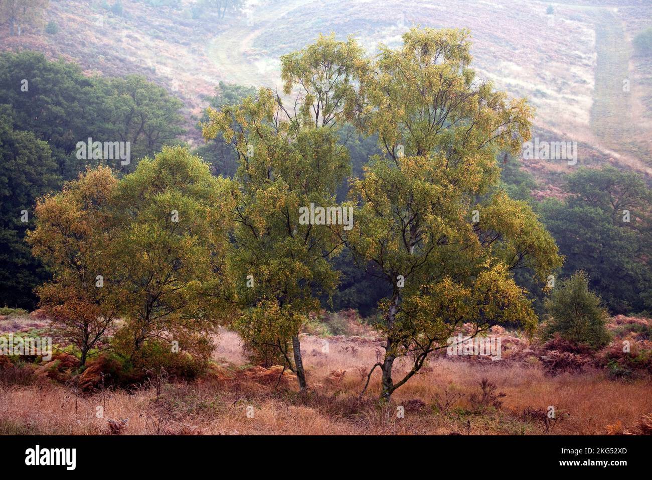 Nebbie sui pendii alberati delle colline ondulate sopra la valle di Sherbrook in autunno sulla zona di Cannock Chase di bellezza naturale eccezionale Staffordshire Foto Stock