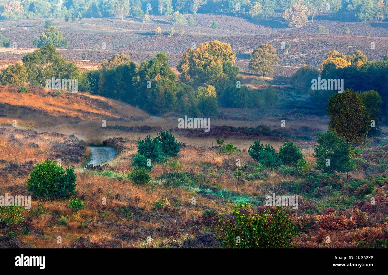 Sentieri attraverso la brughiera con alberi in tutta la loro gloria autunnale con sfumature stagionali e tinte sulla Cannock Chase Area di eccezionale bellezza naturale Staffords Foto Stock