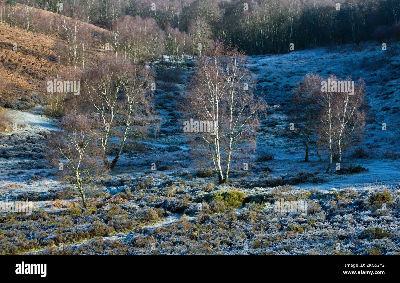 Paesaggio in inverno a Cannock Chase AONB Area di eccezionale bellezza naturale in Inghilterra Staffordshire REGNO UNITO Foto Stock