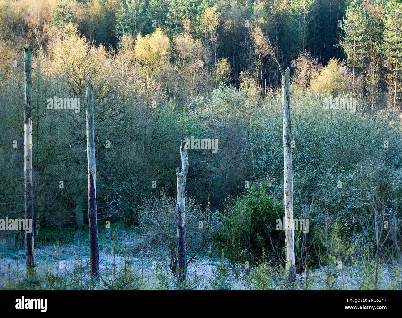Cannock Chase Forest una fotografia di boschi con alberi e ceppi che mostrano colori freschi e vibranti catturati in primavera alla luce della mattina presto Foto Stock