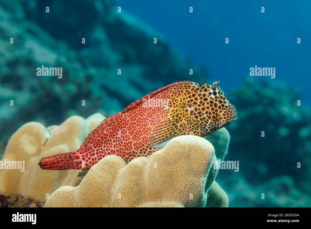 Questo blenny corto maschio, Exallias brevis, è appollaiato sul corallo e che pervana la barriera corallina circostante, Hawaii. Foto Stock