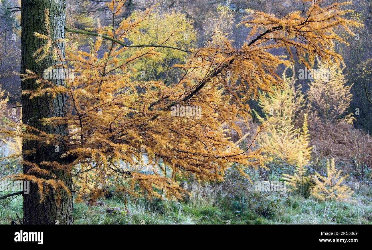 Bosco in autunno con le tinte e sfumature dal gli alberi in Cannock Chase foresta designato una zona di straordinaria bellezza naturale Foto Stock