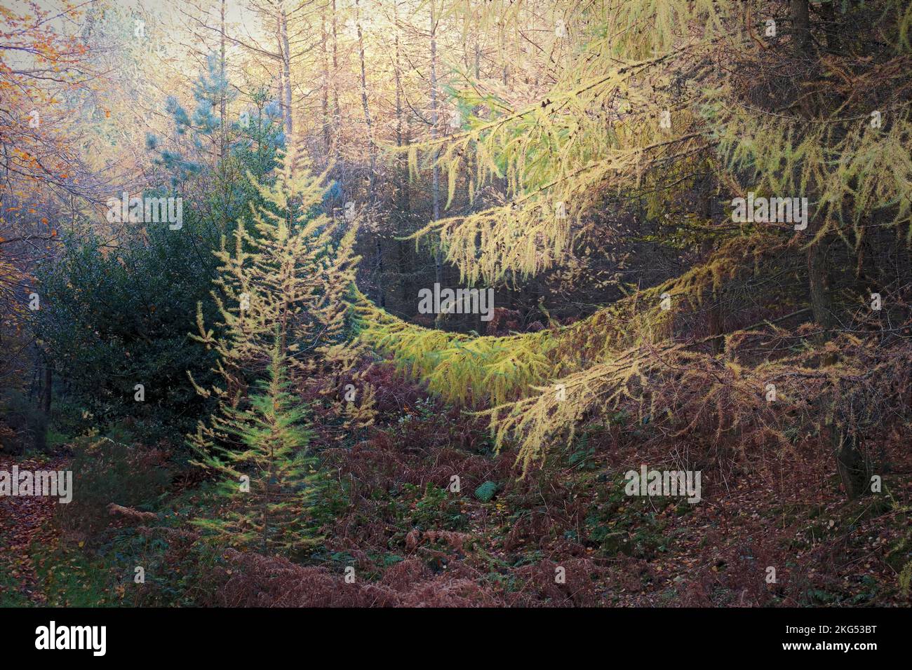 Bosco in autunno con tinte e sfumature di larici e altri conifere nella foresta di Cannock Chase una zona designata di straordinaria bellezza naturale Foto Stock