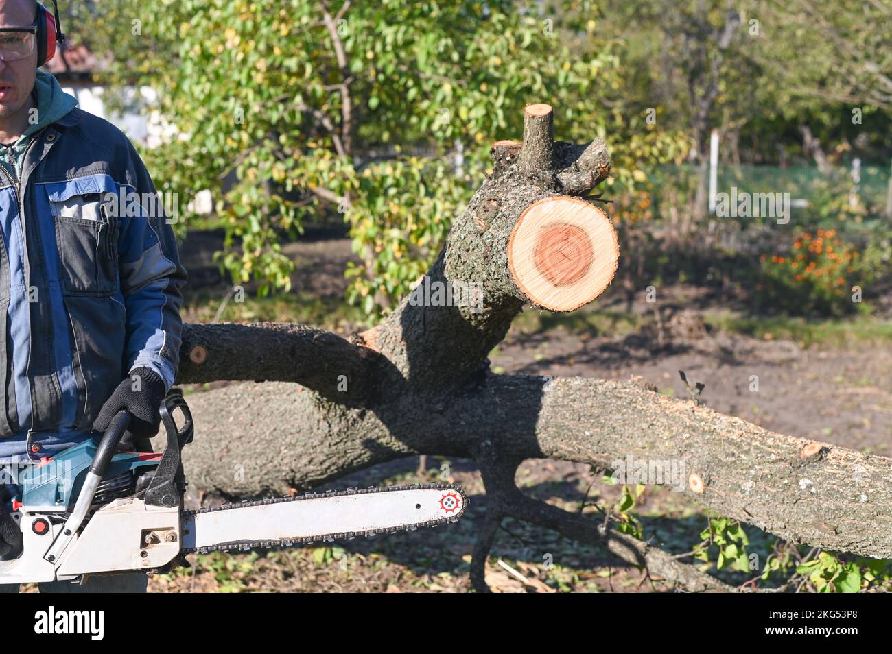 Un uomo con una motosega vicino ad un albero caduto. Si prepara a tagliare un albero. Foto Stock