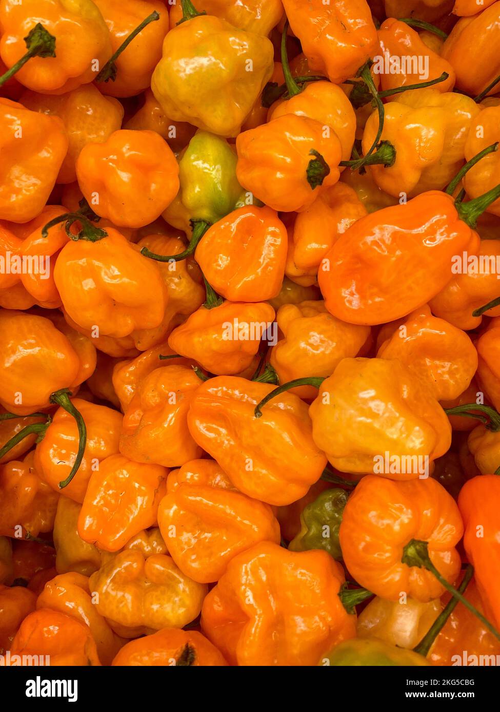 Peperoni di Habanero d'arancia, peperoni piccanti da raccolta, sfondo, prodotti da supermercato, habanero centroamericano, Spezie africane Foto Stock