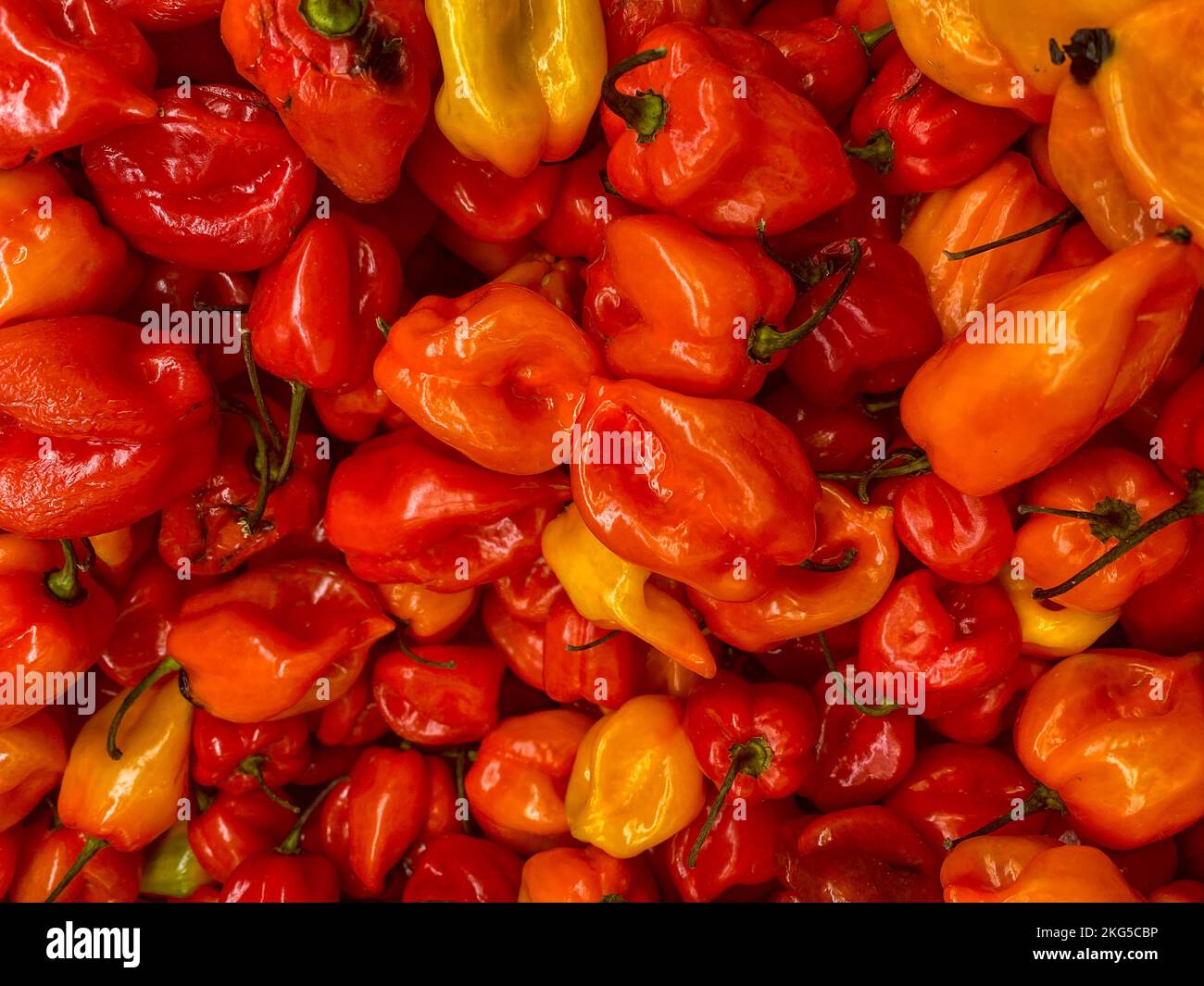 Peperoni di Habanero d'arancia, peperoni piccanti da raccolta, sfondo, prodotti da supermercato, habanero centroamericano, Spezie africane Foto Stock