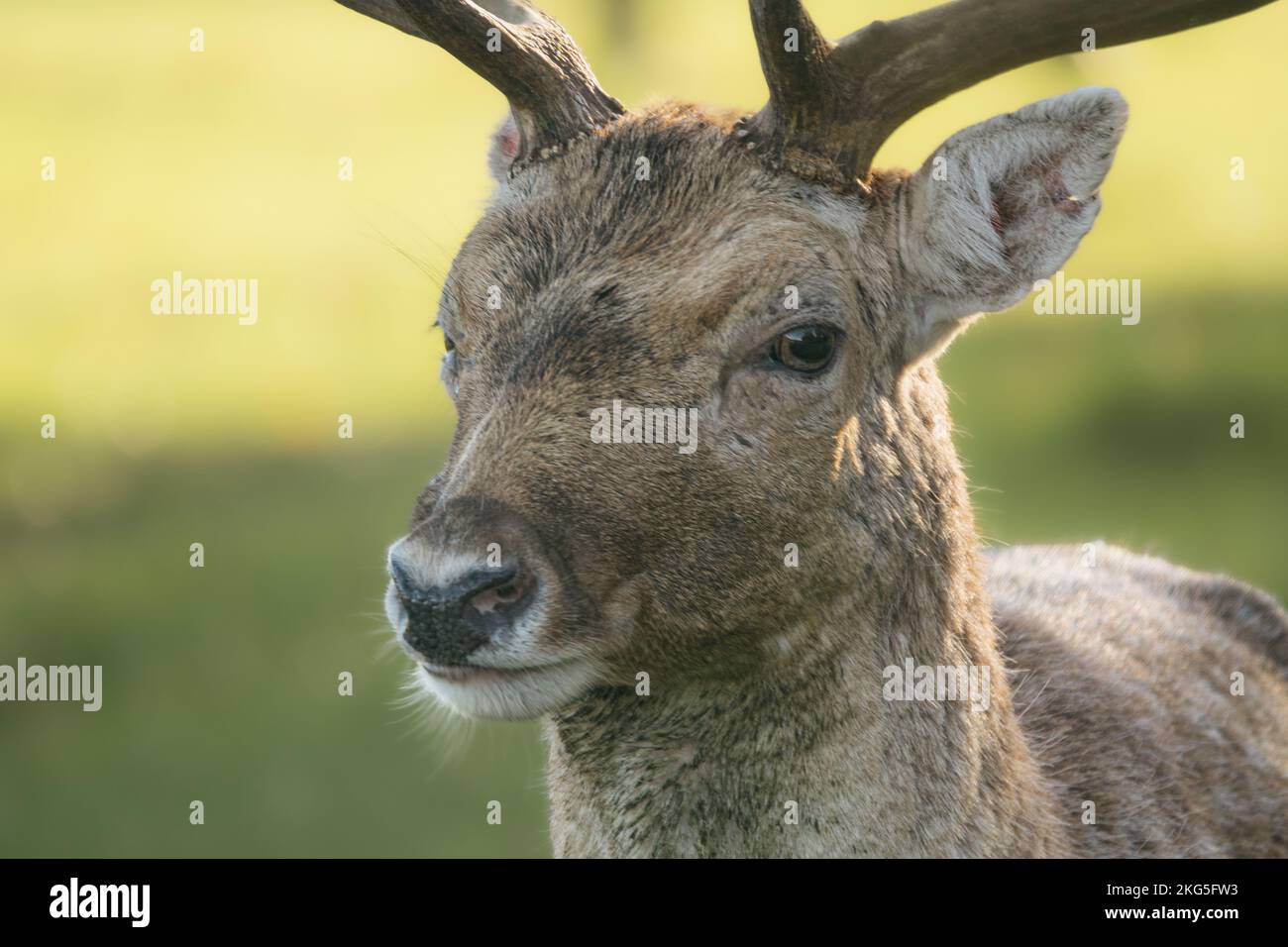 Wild Fallow Deer, dama dama, a Phoenix Park, Dublino. Foto Stock