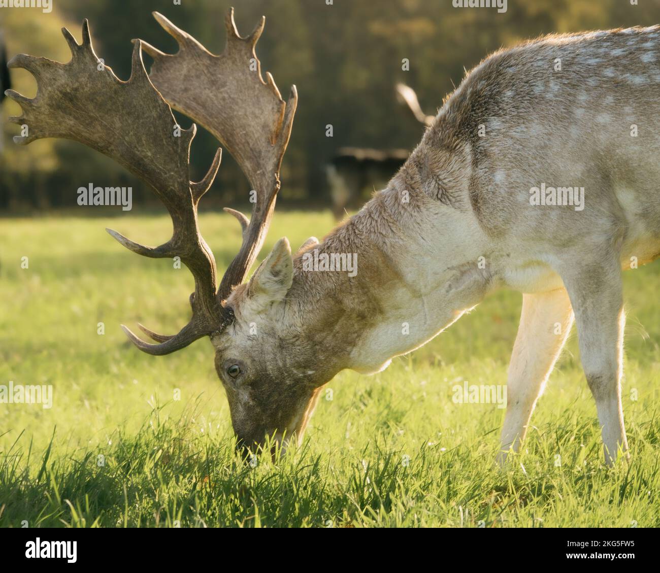 Wild Fallow Deer, dama dama, a Phoenix Park, Dublino. Foto Stock