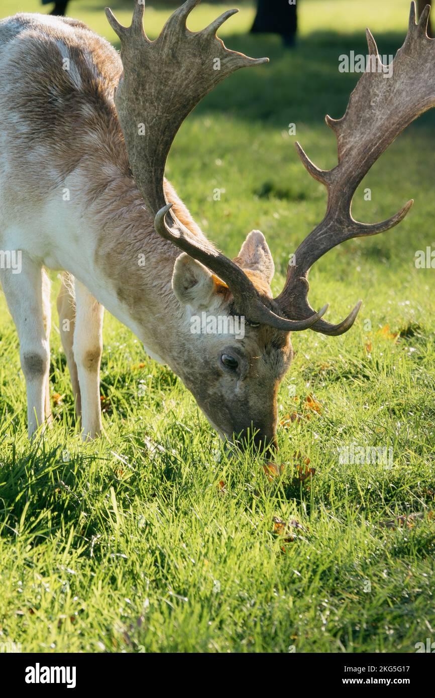 Wild Fallow Deer, dama dama, a Phoenix Park, Dublino. Foto Stock