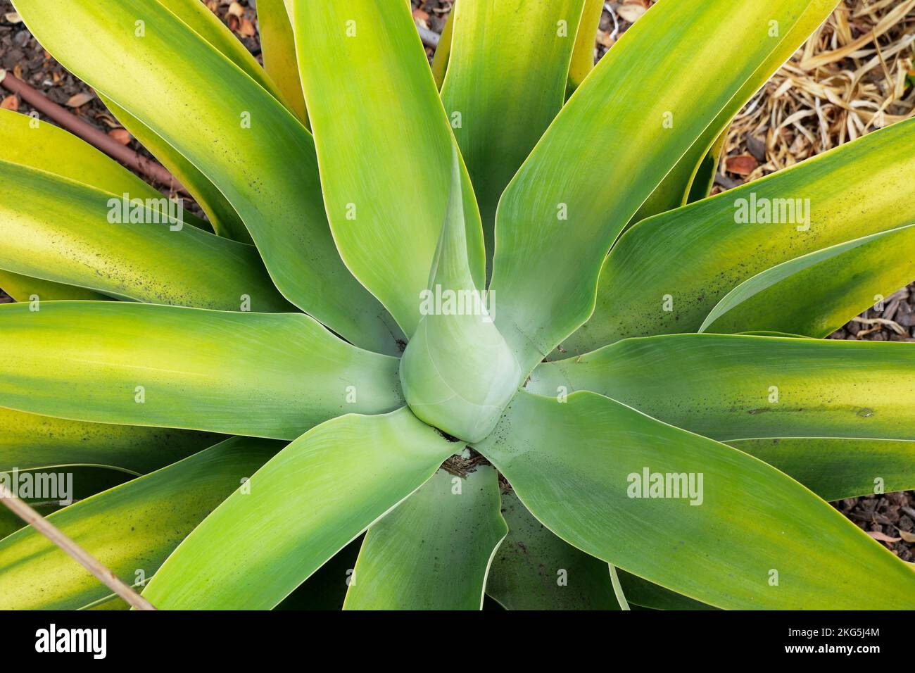 Agave a Santa Barbara, California, USA Foto Stock