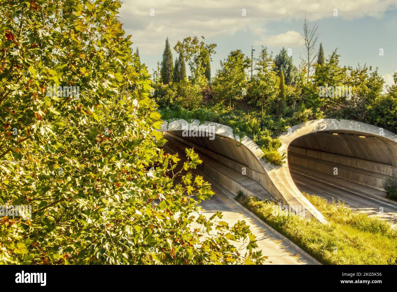 Ponte di terra su strada divisa con alberi e vegetazione che crescono su e intorno ad esso - gallerie ad arco dall'alto il giorno di tarda estate Foto Stock