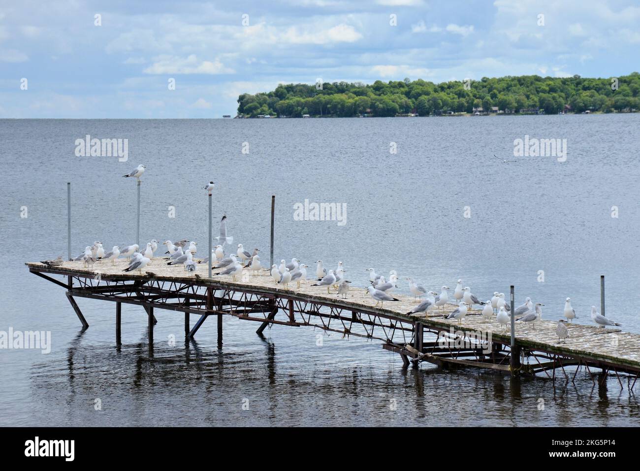 I gabbiani si radunano su un molo in un grande lago Foto Stock