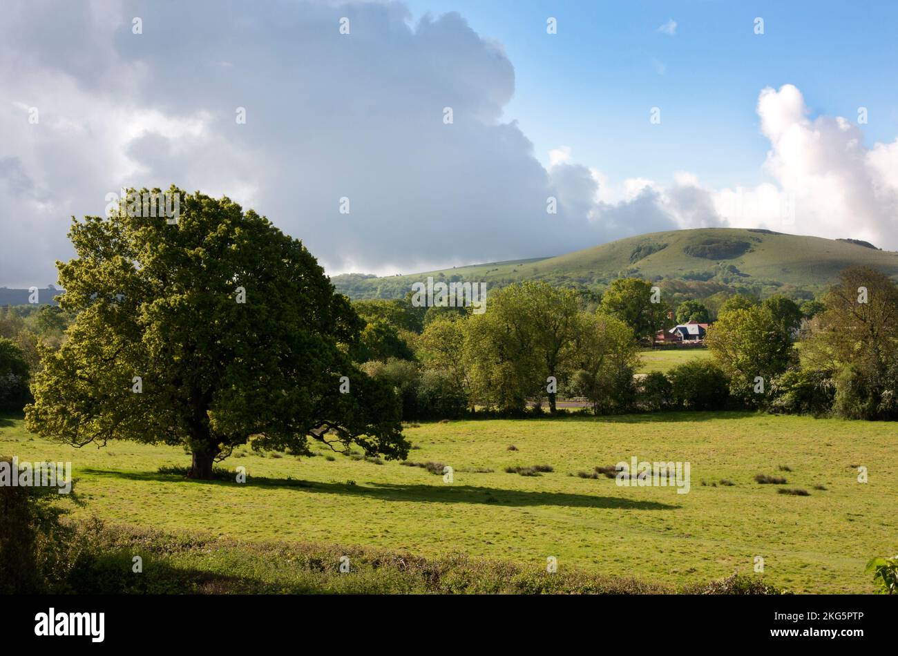 Prato primaverile con Wolstonbury Hill in lontananza, Hurstpierpoint, West Sussex, Inghilterra Foto Stock