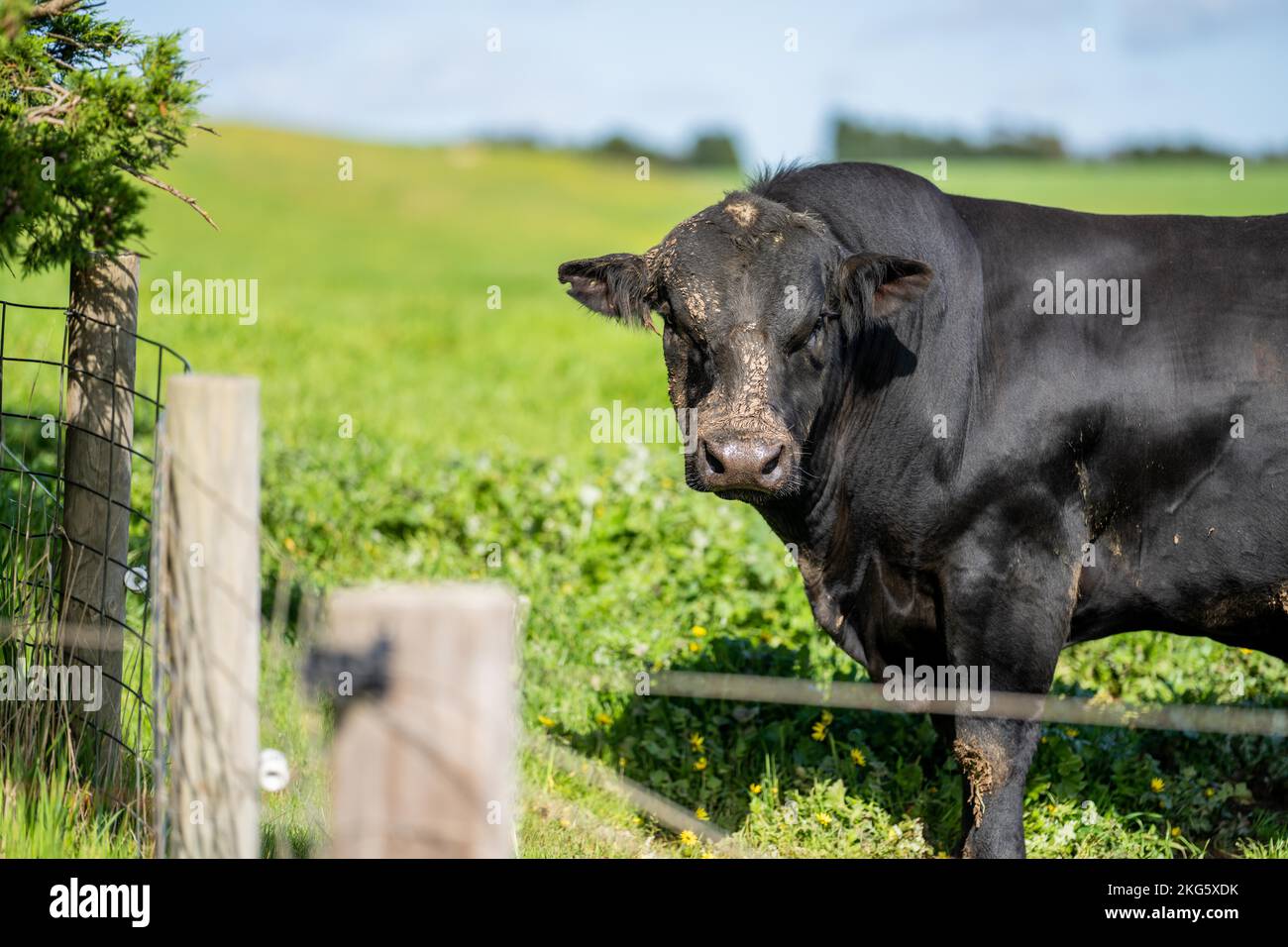 angus e wagyu stud mucche e tori in una fattoria in primavera Foto Stock