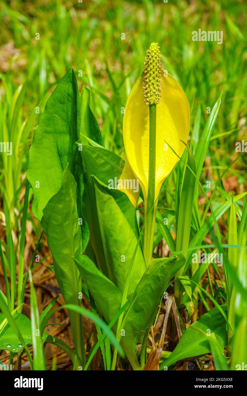 Western Skunk Cabbage (Lysichitum americanum) fiorisce in primavera Foto Stock
