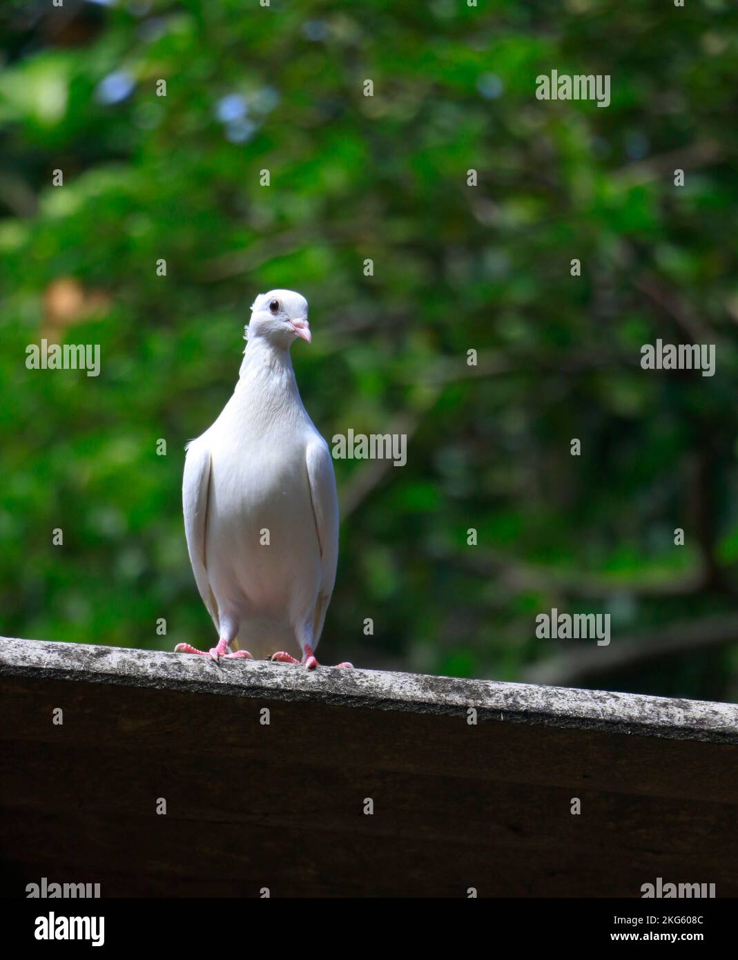 piccione sri lanken Foto Stock