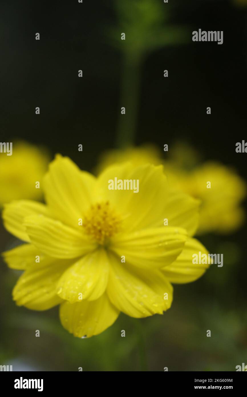 Bellissimi fiori Foto Stock