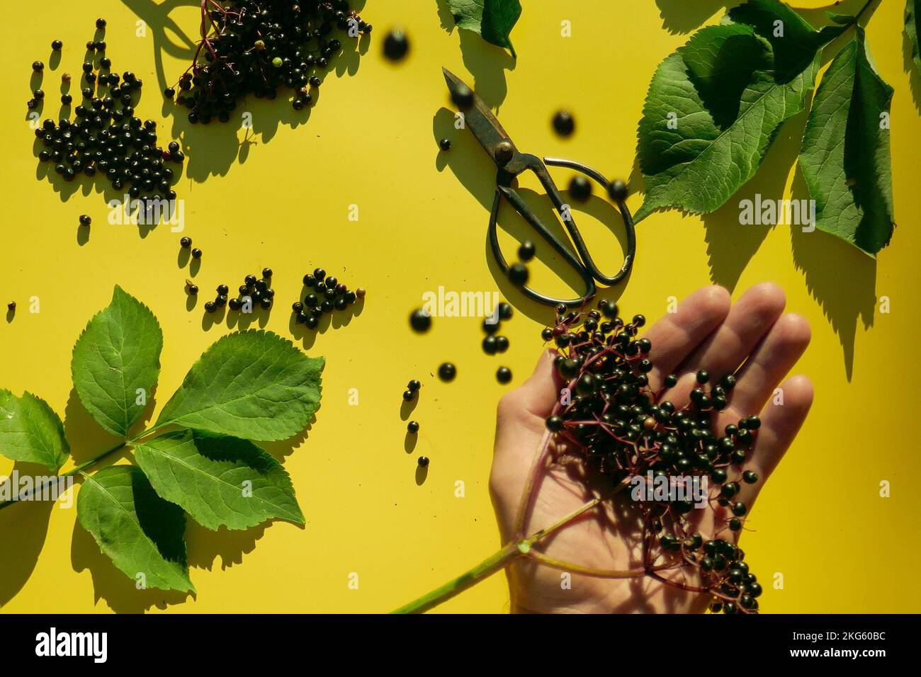 Sambucco di sambuco di sambuco di sambuco e cesoie del giardino nelle mani sopra una medicina gialla di fondo.alternativa ed il sambuco di omeopathy.nero versano dentro Foto Stock