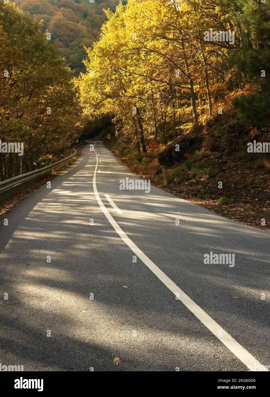 Strada con punto di fuga a Serra da Estrela in Portogallo, in autunno, con alberi con foglie gialle illuminate dalla luce del sole. Foto Stock