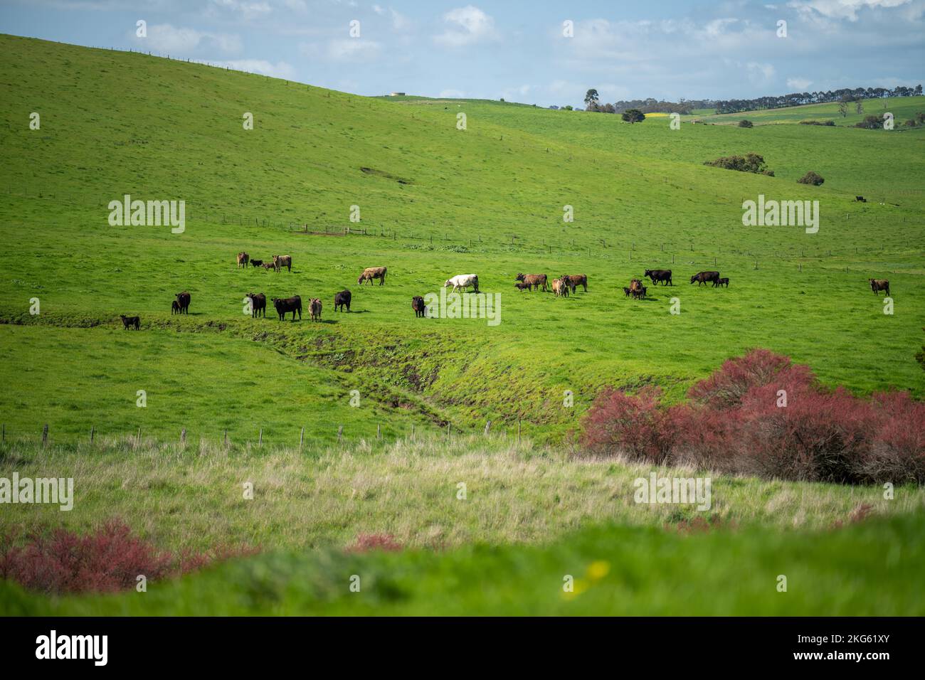 angus e wagyu stud mucche e tori in una fattoria in primavera Foto Stock